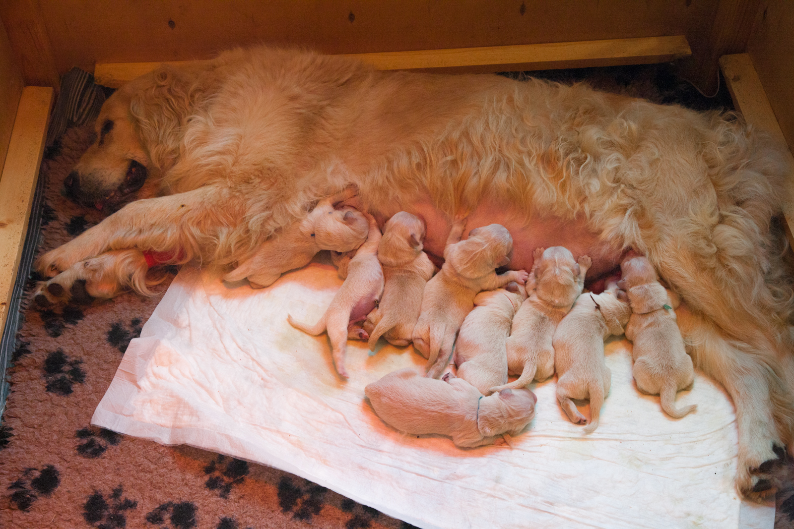 In the kennel "Лесной Городок" born nine puppies - six boys and three girls
