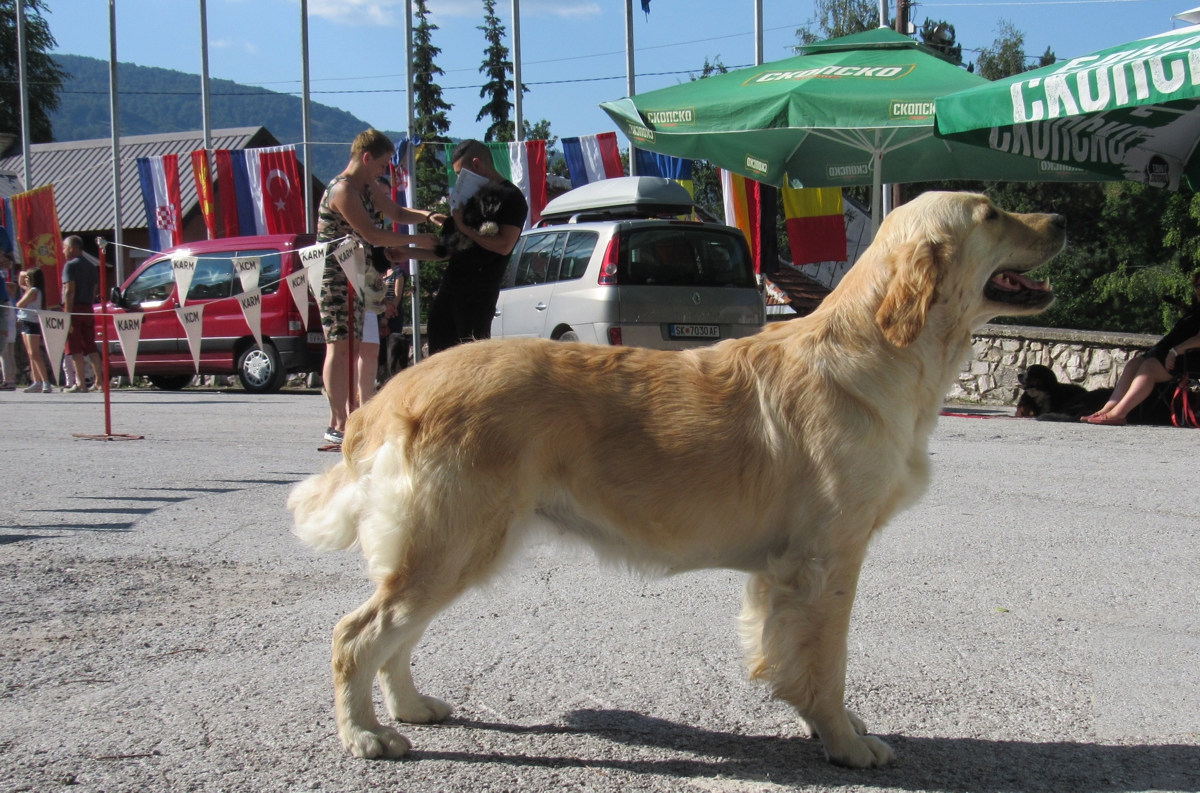 Золотистый ретривер - Международная выставка собак