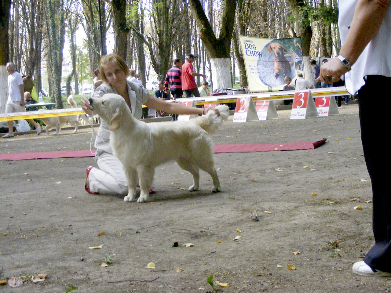 Украина, Ужгород, Специальная выставка охотничьих собак "Золотой Фазан 2013", САС                                                                                                                                                                              