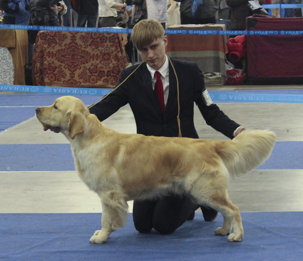Золотистый ретривер - Международная выставка собак "Евразия-II"