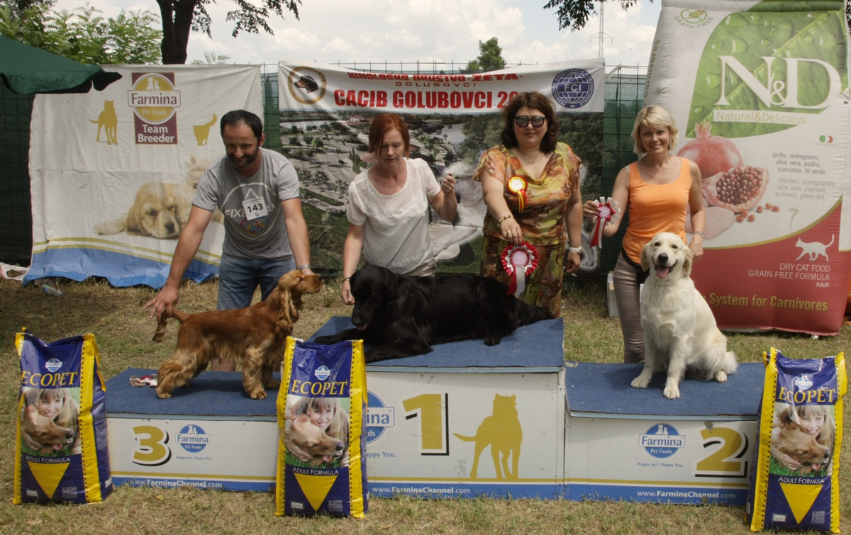 Золотистый ретривер - Национальная выставка собак