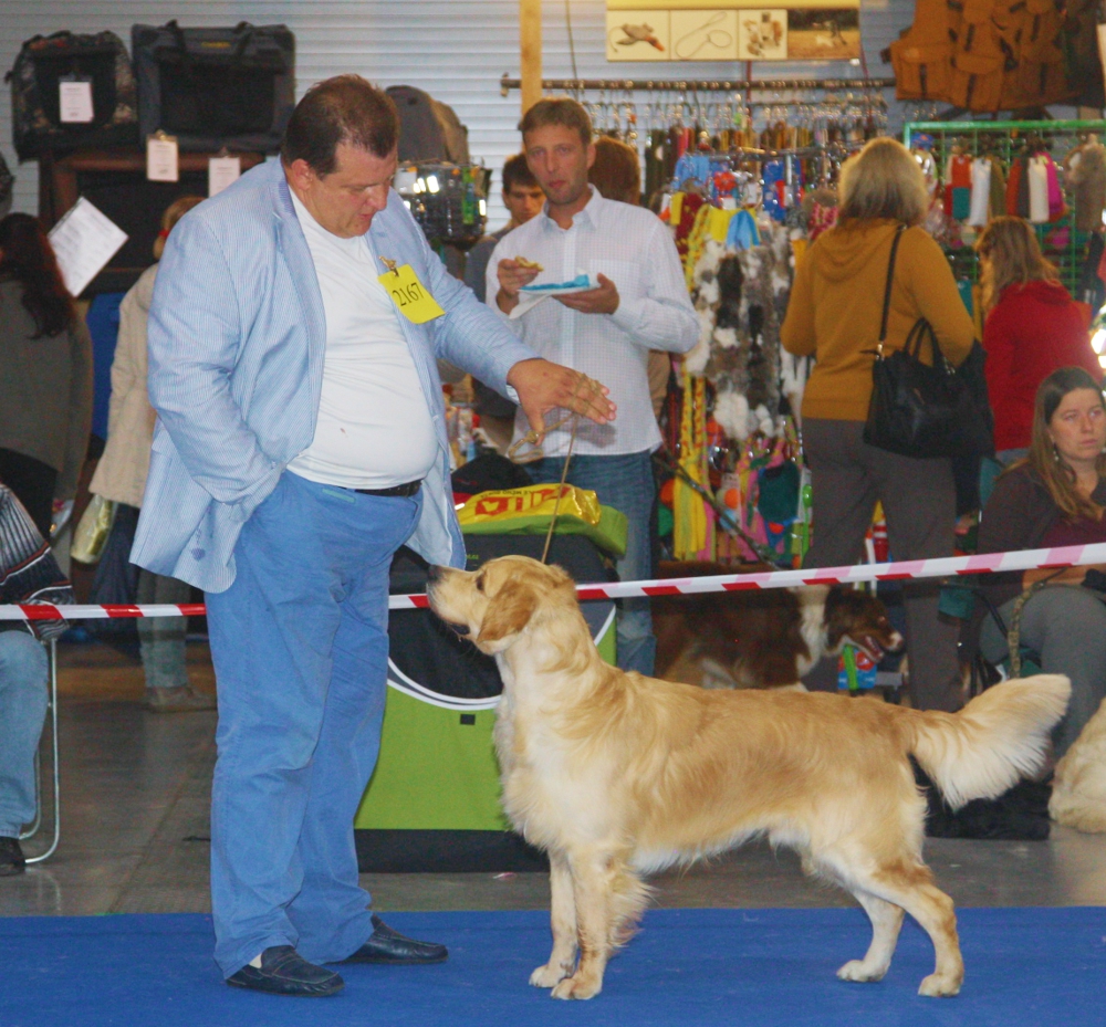 Золотистый ретривер - Международная выставка собак