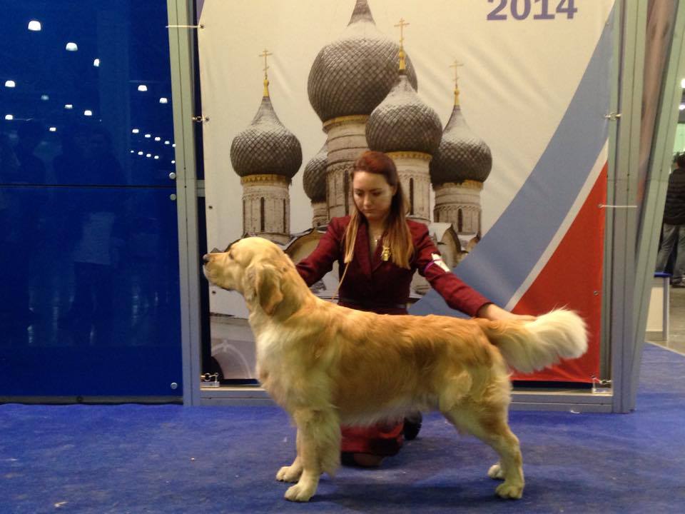 Интернациональная  Выставка Собак "Кубок Президента РКФ -2014"