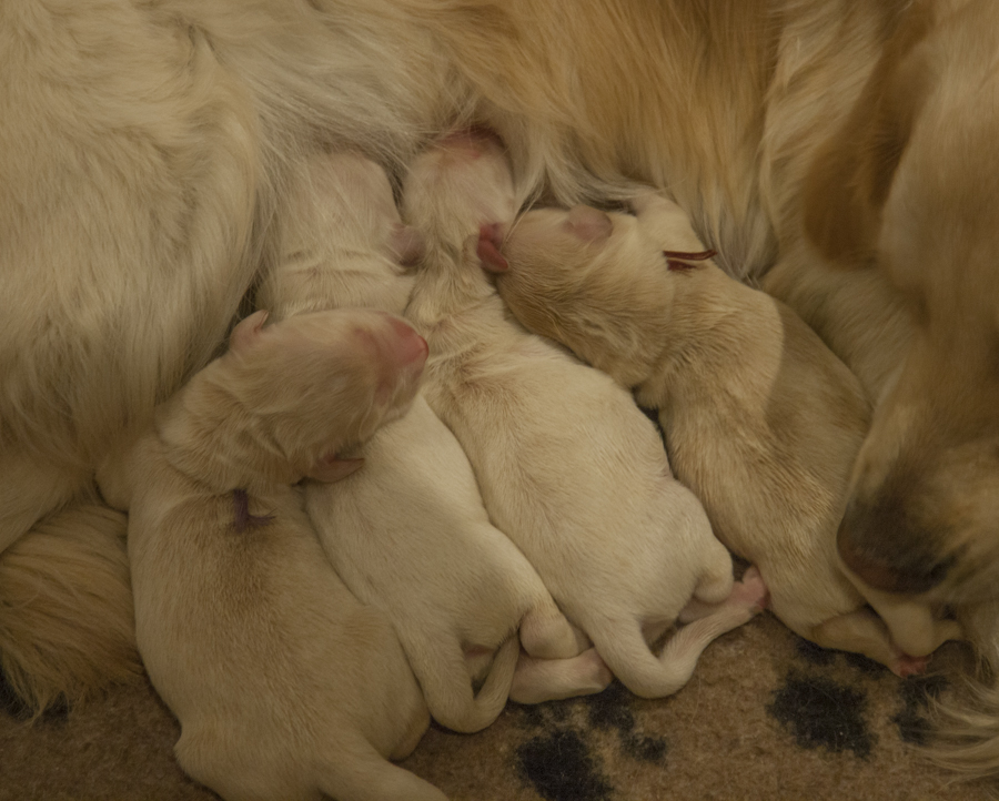 В питомнике "Лесной Городок" родились четыре щенка - три мальчика и  девочка