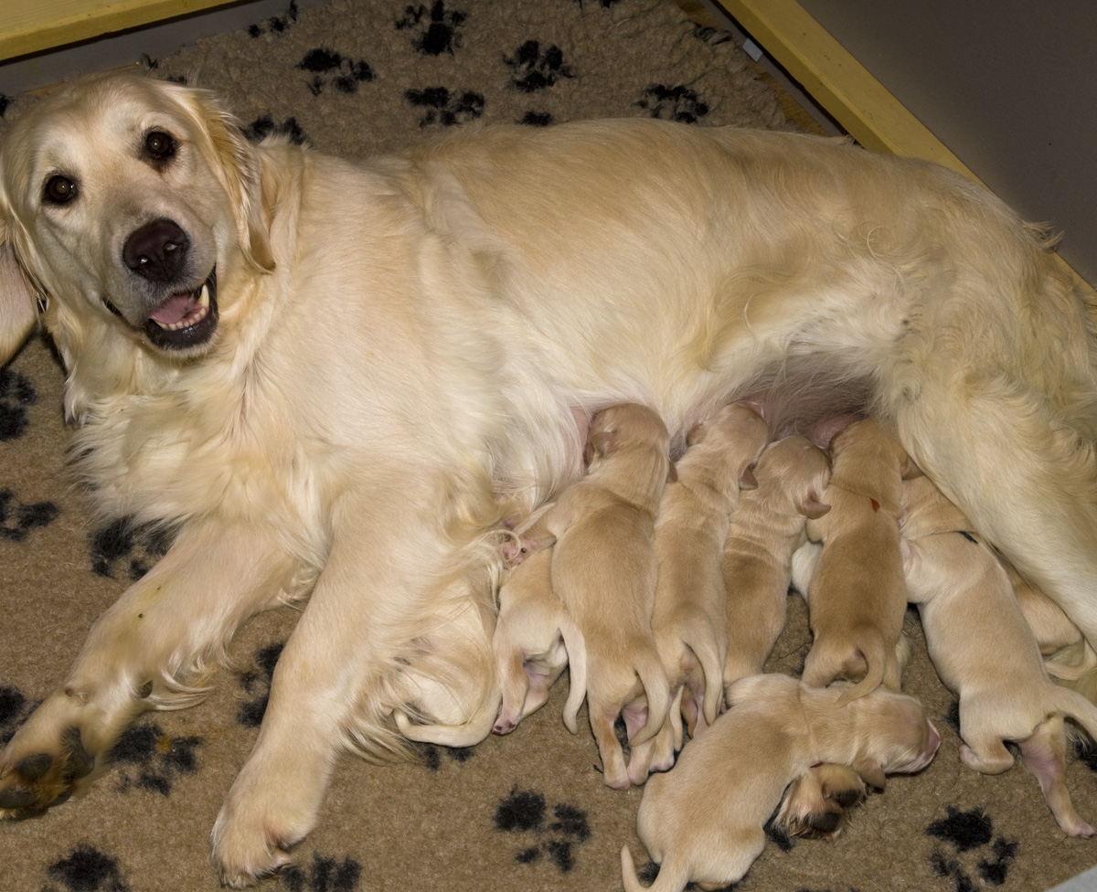 В питомнике "Лесной Городок" родились девять щенков - три мальчика и шесть девочек