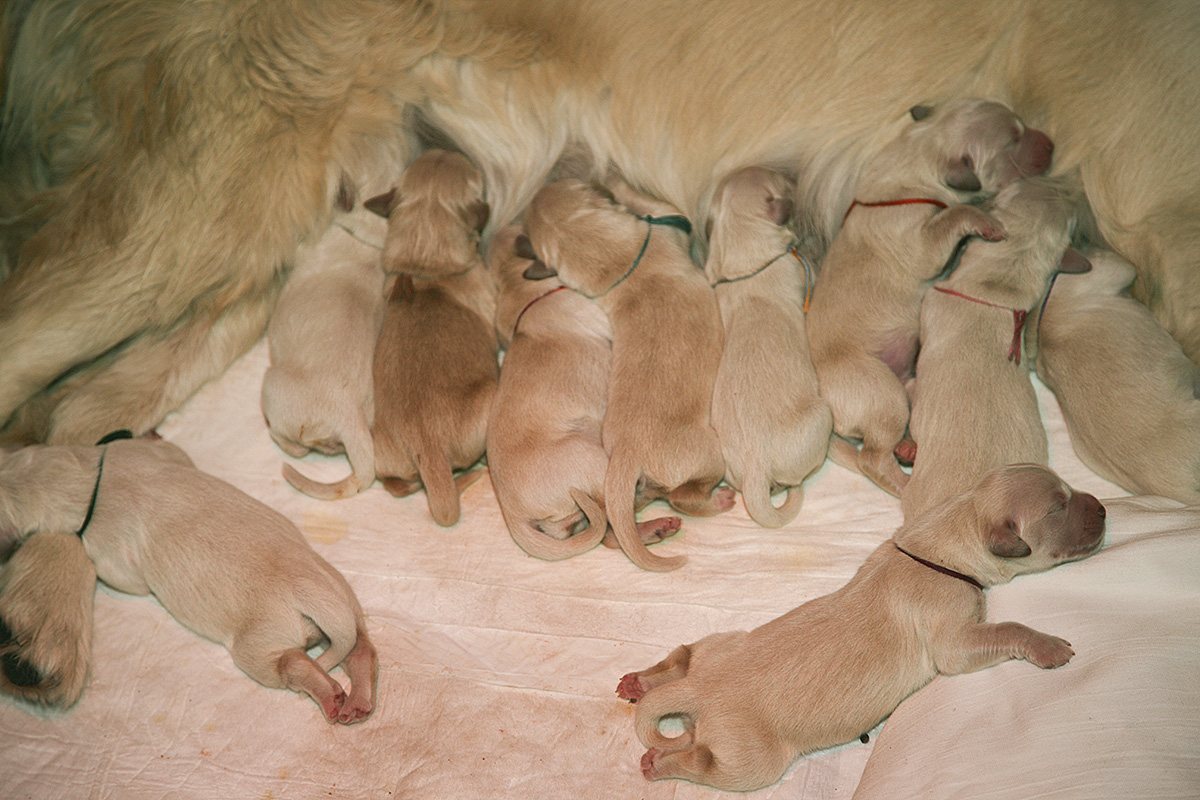 В питомнике "Лесной Городок" родились десять щенков - два мальчика и восемь девочек
