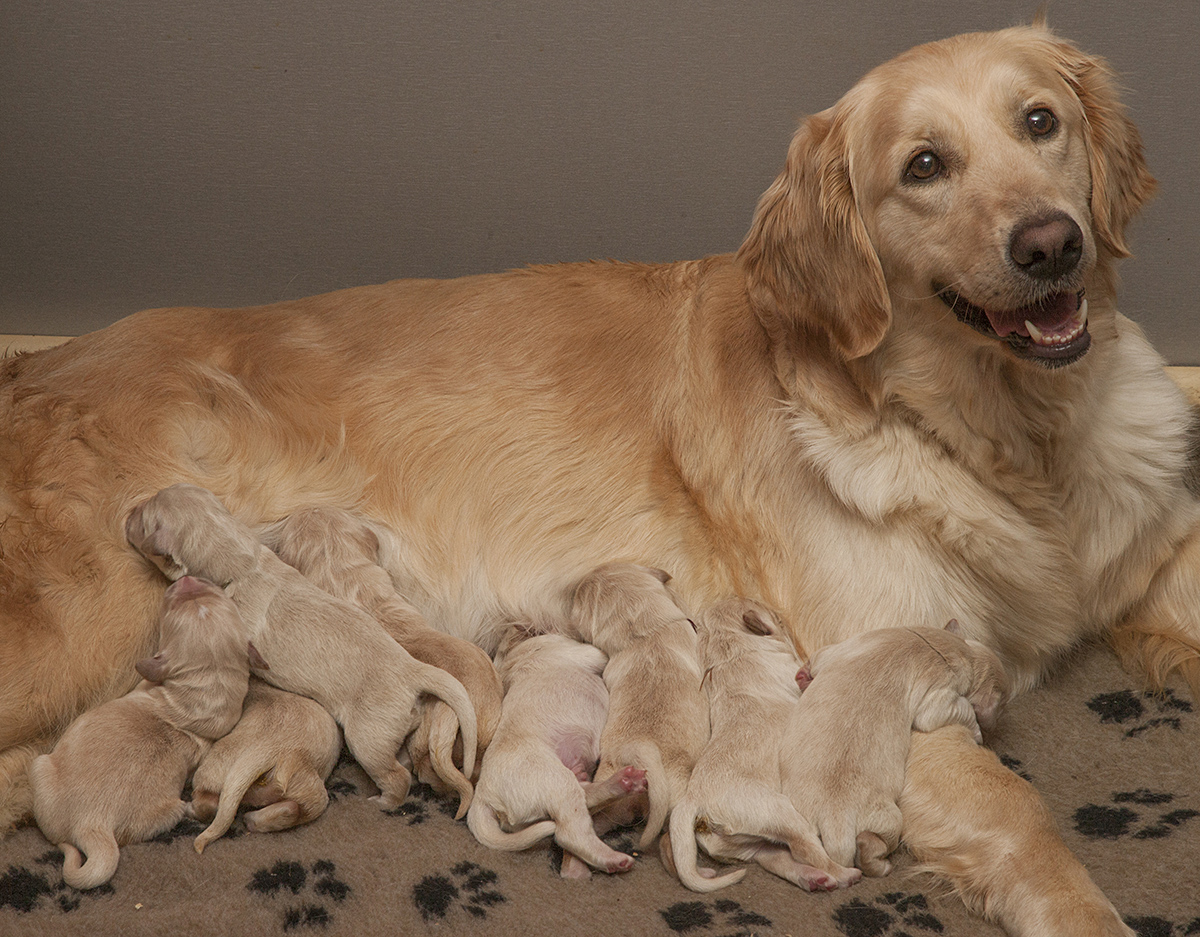 В питомнике "Лесной Городок" родились восемь щенков - три мальчика и пять девочек